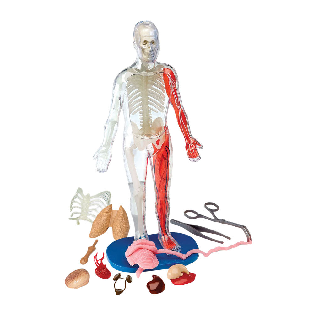 The Squishy Human Body Kit features a transparent human body model with visible skeleton, muscles, and organs; removable parts such as lungs, heart, liver, and intestines; and included medical tools displayed on a blue stand—providing an interactive experience comparable to a hands-on anatomy book.