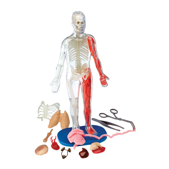 The Squishy Human Body Kit features a transparent human body model with visible skeleton, muscles, and organs; removable parts such as lungs, heart, liver, and intestines; and included medical tools displayed on a blue stand—providing an interactive experience comparable to a hands-on anatomy book.